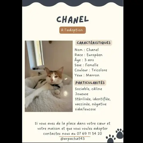 Chanel photo 2