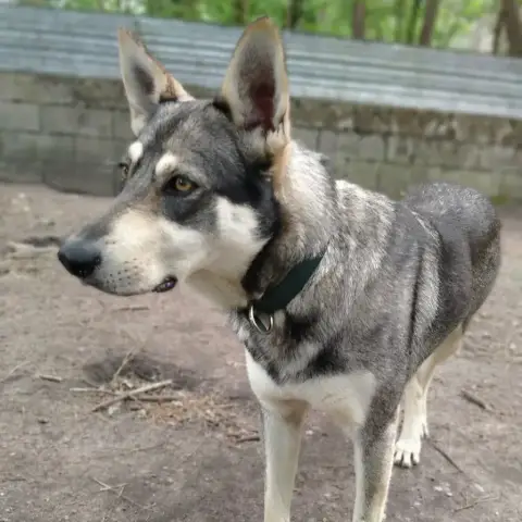 Moka photo 2
