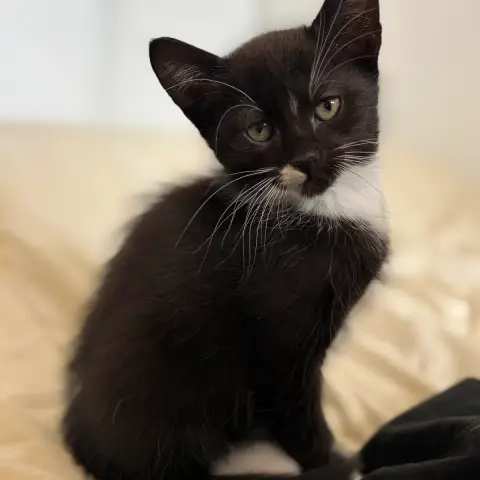 Ragnar
