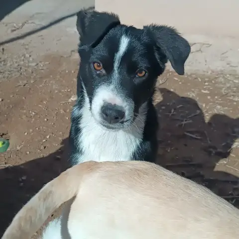 Blawi