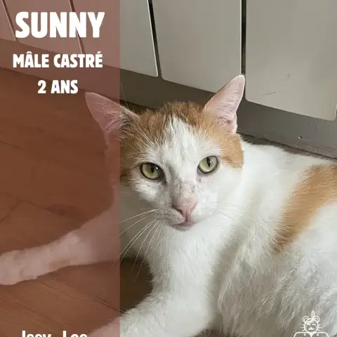 Sunny
