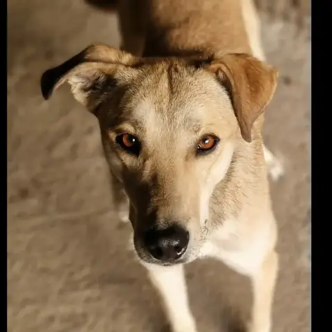 Rudik
