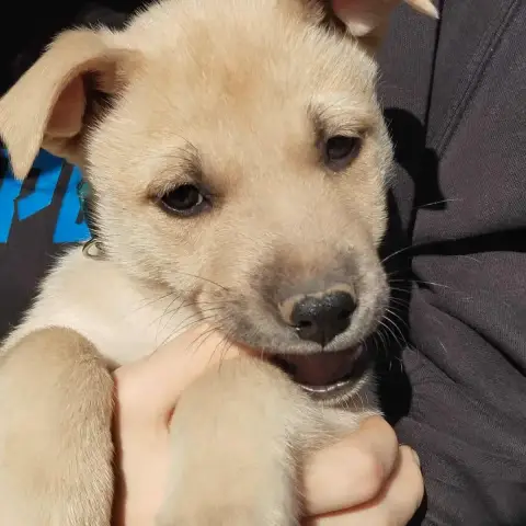 Arlo