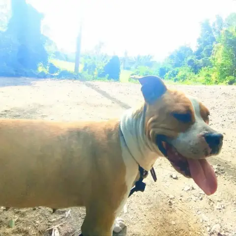 Simba photo 3