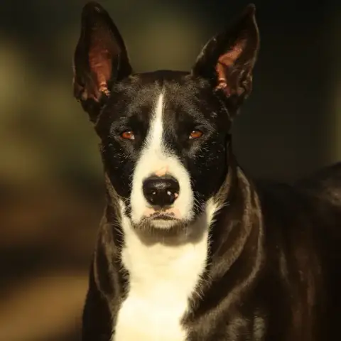 Kobu photo 2