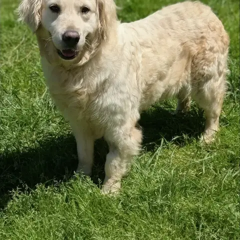 Izzy