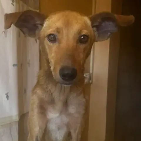 Ludie photo 3
