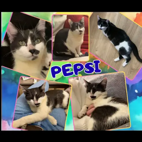 Pepsi photo 2