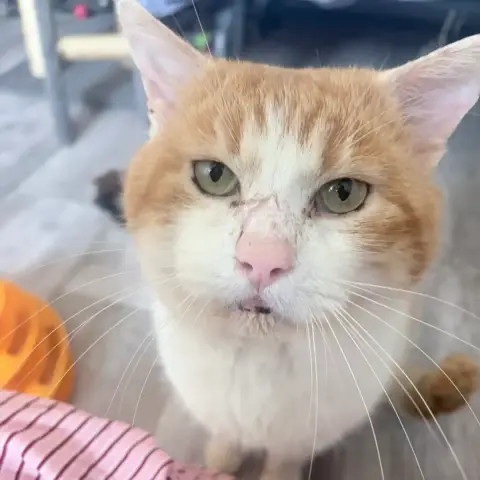 Kurt