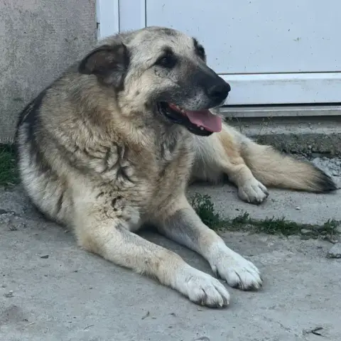 Falko