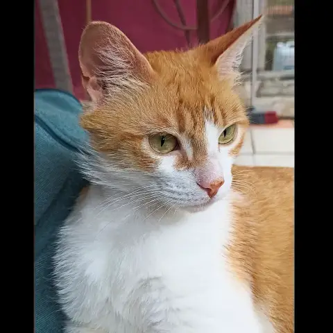 Minou Et Nala