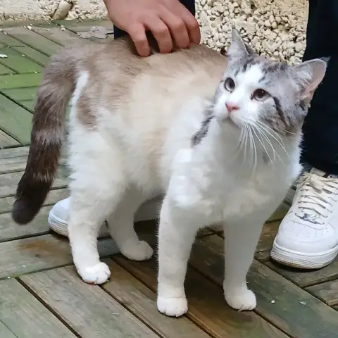 Gargamelle