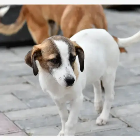 Mailis photo 3