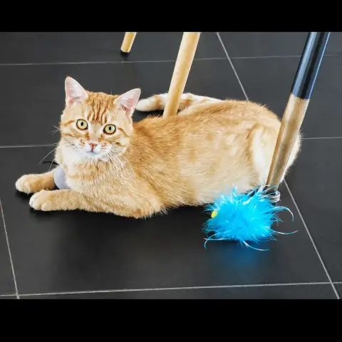 Miaouss