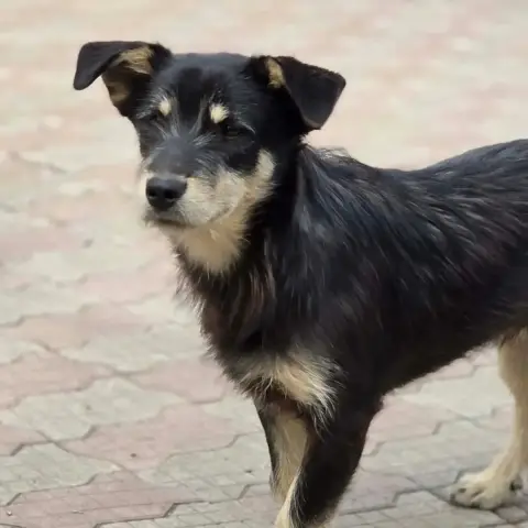 Zorro photo 3