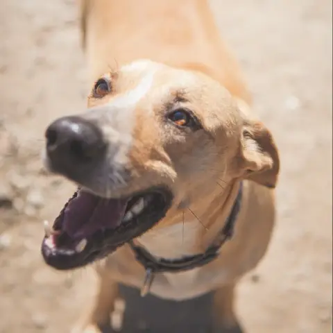 Mateo