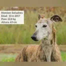 Sanadora