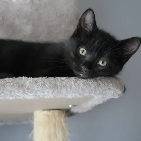 Atlas