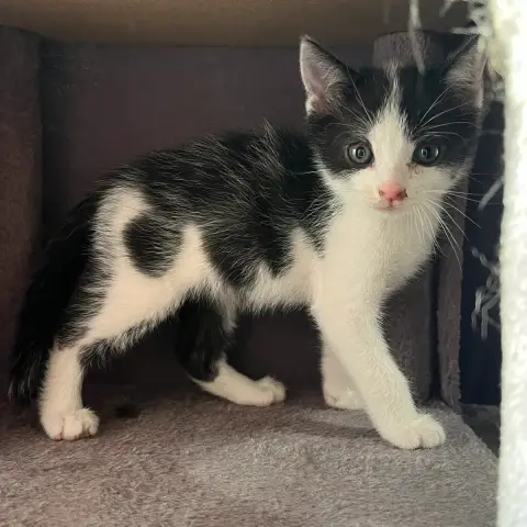 Bébé Biscuit