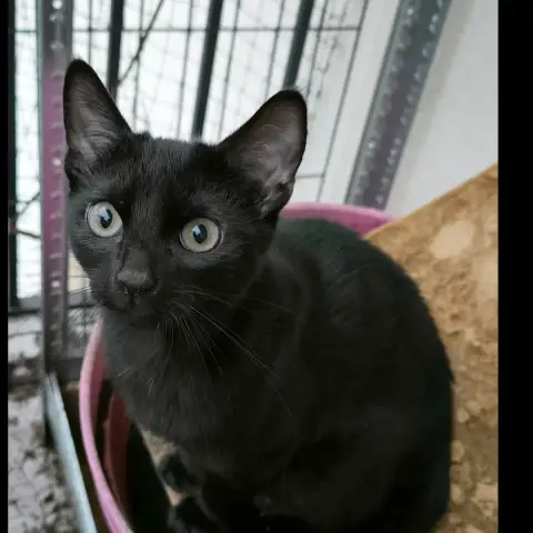 Moka