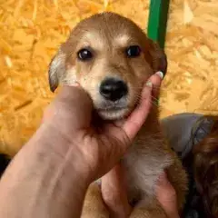 Laska photo 2