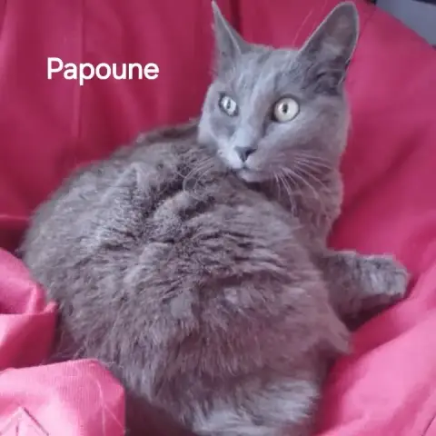 Papoune