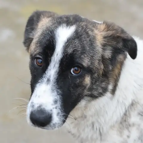 Malvina