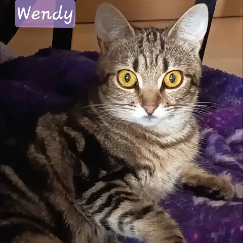 Wendy