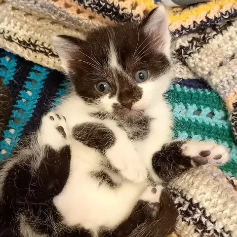 Otis