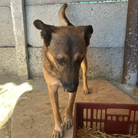 Scoubidou photo 3