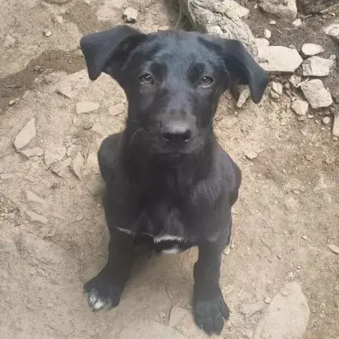 Zena