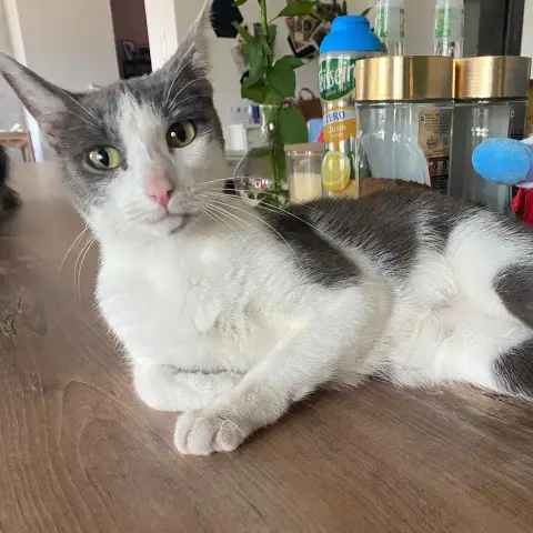 Câline
