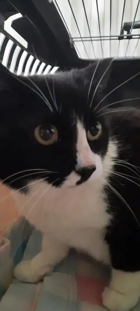 Sookie