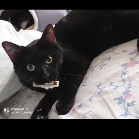 Rico