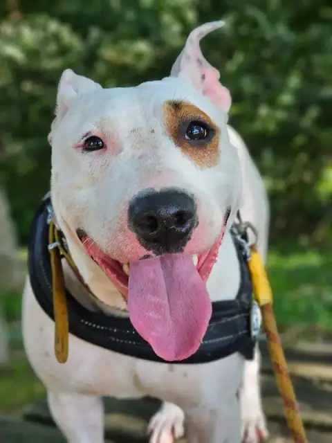 Xena