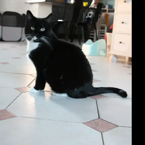 Bigoudi