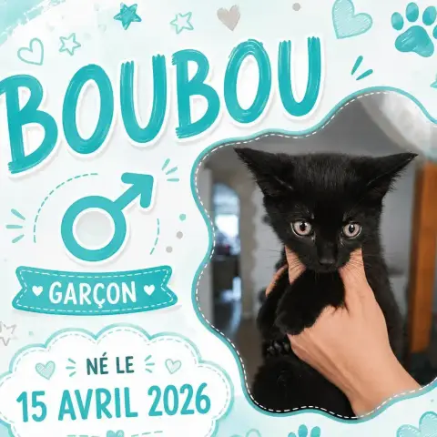 Boubou photo 2