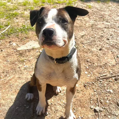 Leika