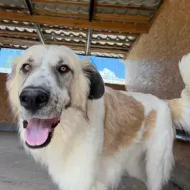 Beryl photo 2