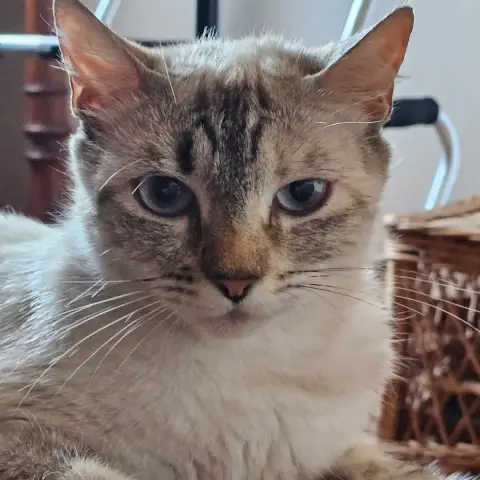 Belle