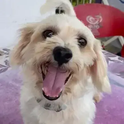 ✨️ Marsa ✨️ 🐶