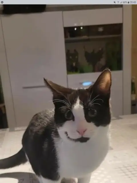 Bandit