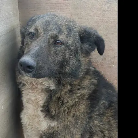 Aussie