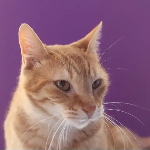 Simba photo 3