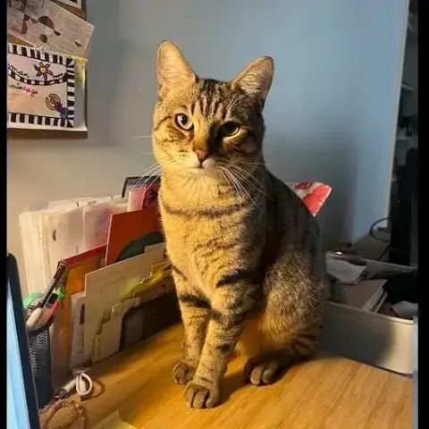 Simba