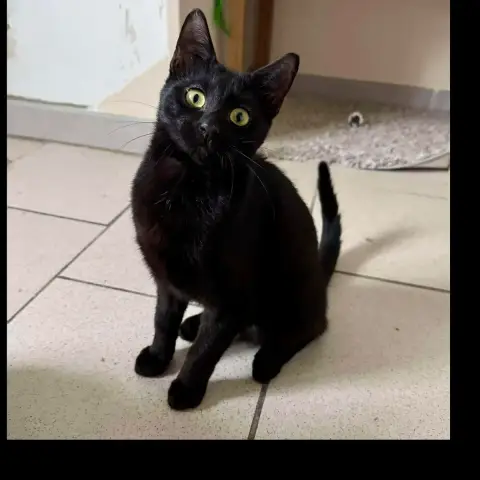 Zig
