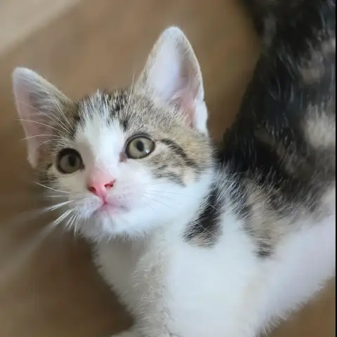 Juno