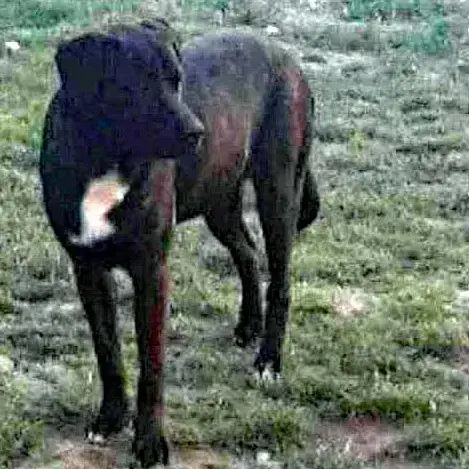 Pongo