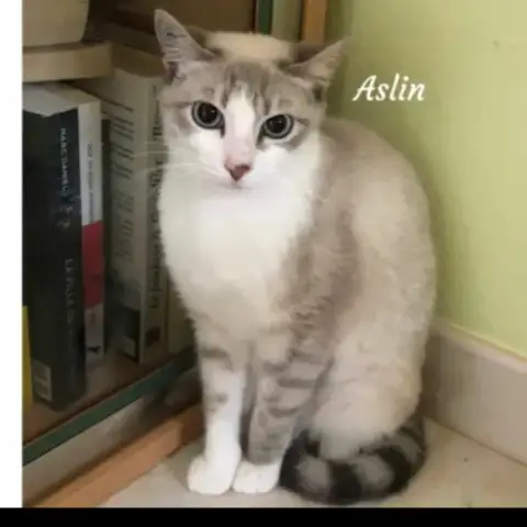 Aslin photo 2