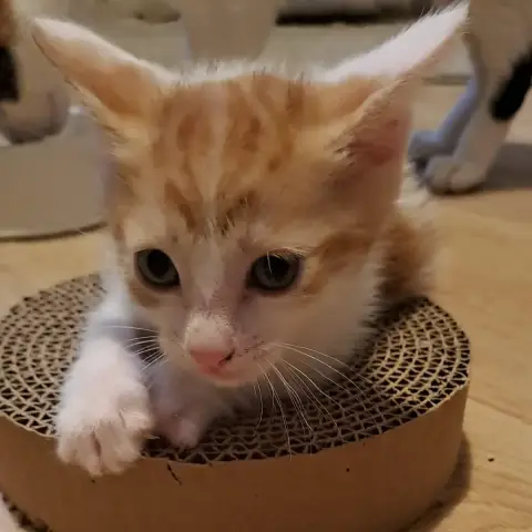 Bretzel